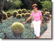 Echinocactus Grusonii