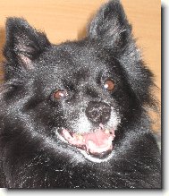 Deutscher spitz - Kleinspitz, German Spitz � Miniature Spitz