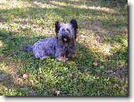 Skye Terrier