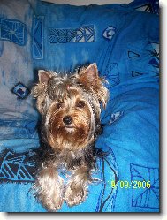 Jork��rsk� terier, Yorkshire Terrier,