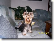 Jork��rsk� terier, Yorkshire Terrier,
