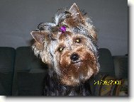 Jork��rsk� terier, Yorkshire Terrier,