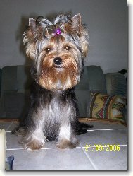 Jork��rsk� terier, Yorkshire Terrier,