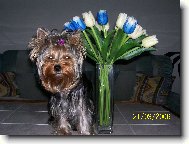 Jork��rsk� terier, Yorkshire Terrier,