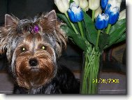 Jork��rsk� terier, Yorkshire Terrier,