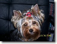 Jork��rsk� terier, Yorkshire Terrier,