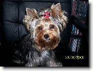 Jork��rsk� terier, Yorkshire Terrier,