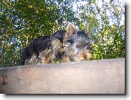 Jork��rsk� terier, Yorkshire Terrier,