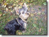 Jork��rsk� terier, Yorkshire Terrier,