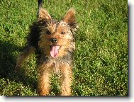Jork��rsk� terier, Yorkshire Terrier,