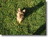 Jork��rsk� terier, Yorkshire Terrier,