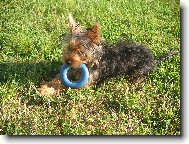 Jork��rsk� terier, Yorkshire Terrier,