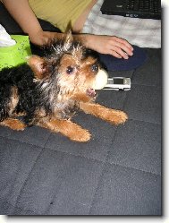 Jork��rsk� terier, Yorkshire Terrier,