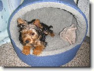 Jork��rsk� terier, Yorkshire Terrier,