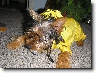 Jork��rsk� terier, Yorkshire Terrier,