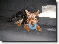 Jork��rsk� terier, Yorkshire Terrier,