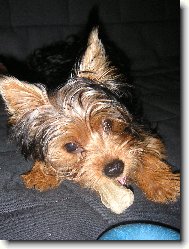 Jork��rsk� terier, Yorkshire Terrier,