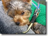 Jork��rsk� terier, Yorkshire Terrier,