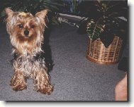 Jork��rsk� terier, Yorkshire Terrier,
