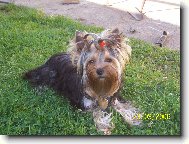 Jork��rsk� terier, Yorkshire Terrier,