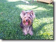 Jork��rsk� terier, Yorkshire Terrier,