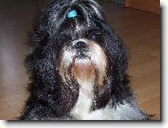 �icu, Shih-Tzu