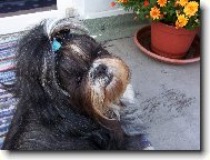 �icu, Shih-Tzu