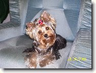 Jork��rsk� terier, Yorkshire Terrier,