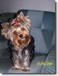 Jork��rsk� terier, Yorkshire Terrier,