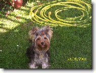 Jork��rsk� terier, Yorkshire Terrier,