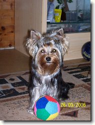 Jork��rsk� terier, Yorkshire Terrier,