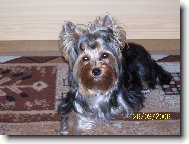 Jork��rsk� terier, Yorkshire Terrier,