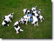 Landseer europ�isch-kontinentaler Typ, Landseer Continental-European type
