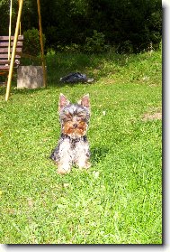 Jork��rsk� terier, Yorkshire Terrier,