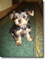 Jork��rsk� terier, Yorkshire Terrier,