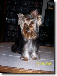Jork��rsk� terier, Yorkshire Terrier,