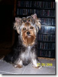 Jork��rsk� terier, Yorkshire Terrier,