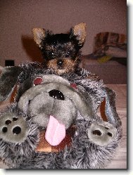Jork��rsk� terier, Yorkshire Terrier,