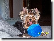 Jork��rsk� terier, Yorkshire Terrier,