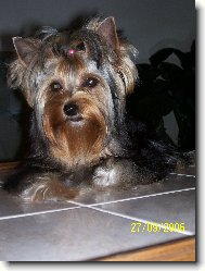 Jork��rsk� terier, Yorkshire Terrier,
