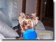 Jork��rsk� terier, Yorkshire Terrier,