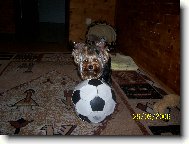 Jork��rsk� terier, Yorkshire Terrier,