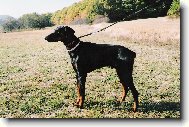 Dobermann, Doberman