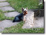 Jork��rsk� terier, Yorkshire Terrier,