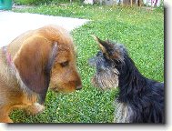 Jork��rsk� terier, Yorkshire Terrier,