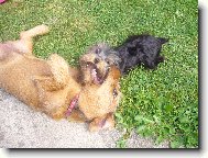 Jork��rsk� terier, Yorkshire Terrier,