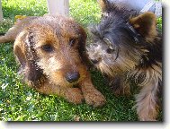 Jork��rsk� terier, Yorkshire Terrier,