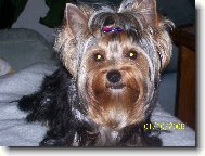 Jork��rsk� terier, Yorkshire Terrier,