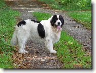 Landseer europ�isch-kontinentaler Typ, Landseer Continental-European type