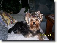 Jork��rsk� terier, Yorkshire Terrier,